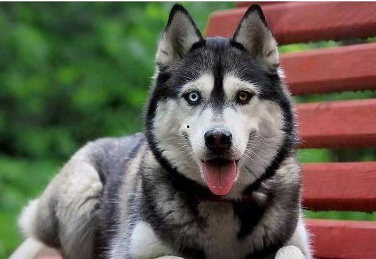 王者爆料哈士奇视频大全,哈士奇视频大全,萌宠与英雄的欢乐碰撞 第2张 王者爆料哈士奇视频大全,哈士奇视频大全,萌宠与英雄的欢乐碰撞 第2张